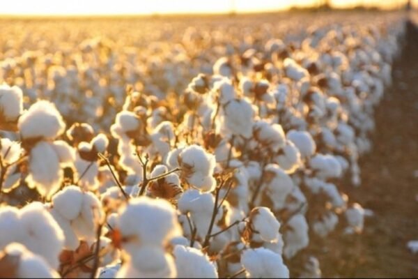 Interesting facts about cotton